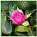 Rose Virgins! by gigiflower