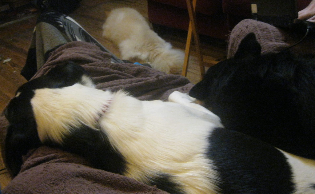dog pile by happysorceress