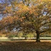Autumnal Oaks by shepherdmanswife