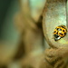 Yellow Ladybird by ziggy77