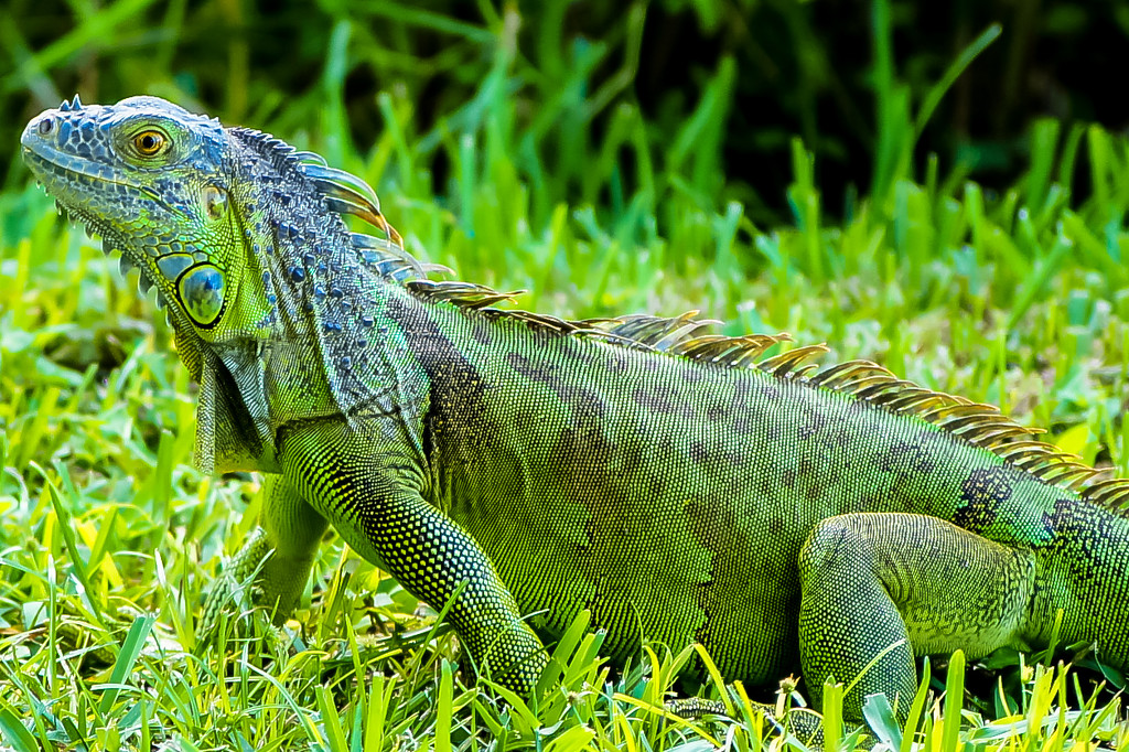 Iguana by danette
