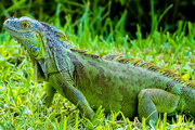 26th Oct 2014 - Iguana