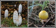 26th Oct 2014 - Funny Fungi