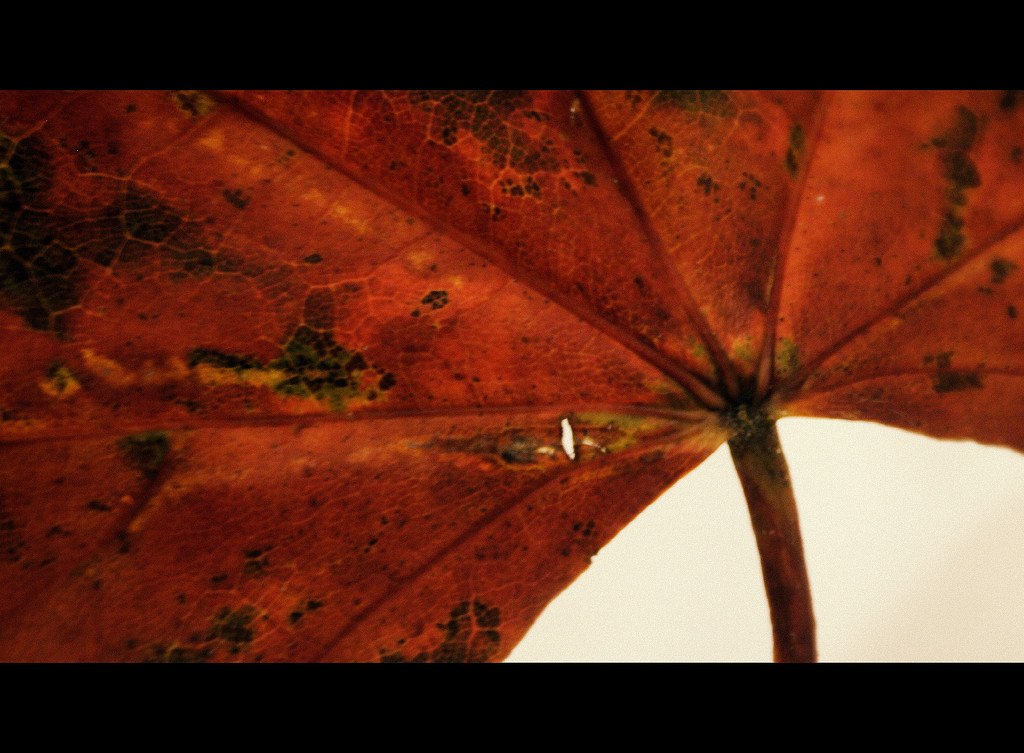 Day 296:  Leaf by sheilalorson