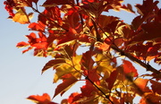 18th Oct 2014 - Autumn Leaves (10/52)