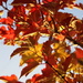 Autumn Leaves (10/52) by filsie65