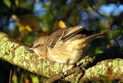 26th Oct 2014 - Can a Mockingbird Stalk?