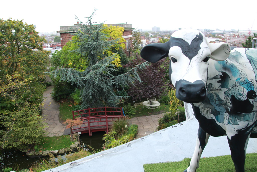 Cow on the roof by busylady