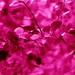 Pink by ziggy77