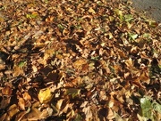 25th Oct 2014 - Leaf Carpet