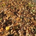 Leaf Carpet by foxes37