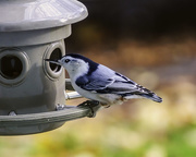 26th Oct 2014 - Nuthatch