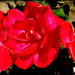 Trio of red roses! by homeschoolmom