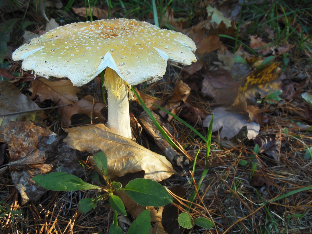 light on mushroom by francoise