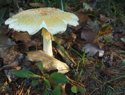26th Oct 2014 - light on mushroom