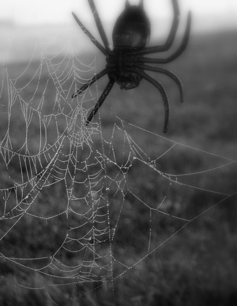 Along Came a Spider by genealogygenie