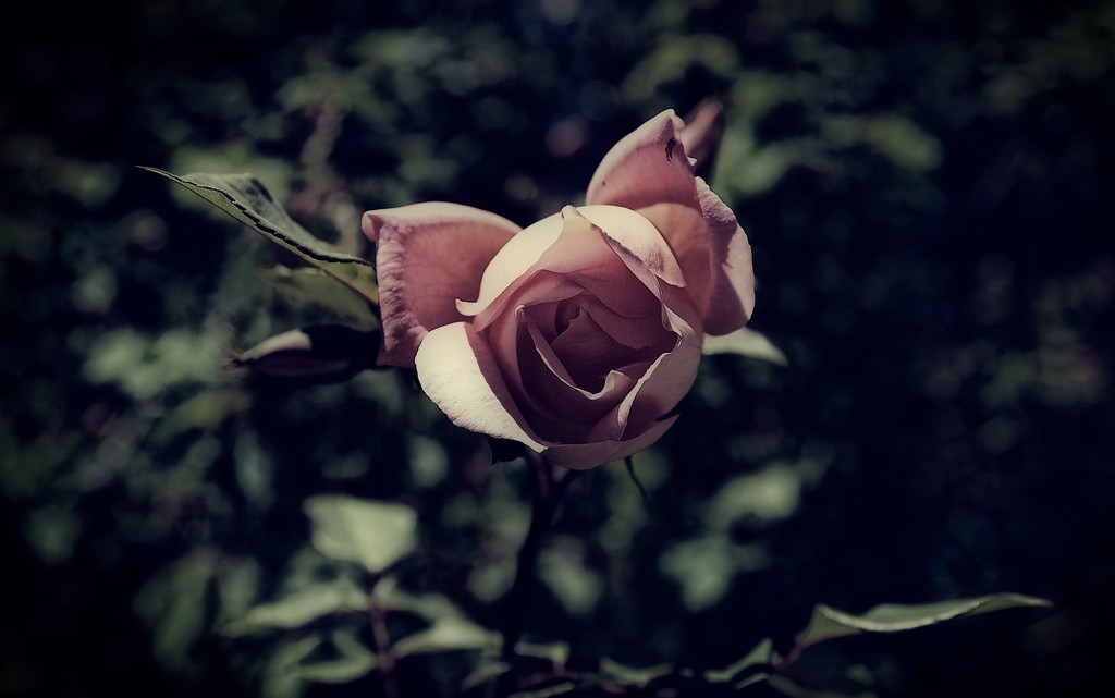 Dusky rose by brigette