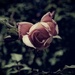 Dusky rose by brigette