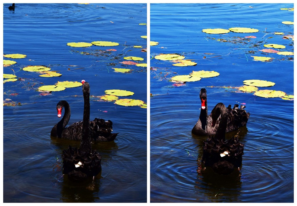 Courting, down at the Lake. by happysnaps
