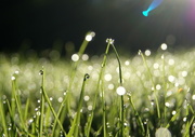 25th Oct 2014 - All the Dewdrops came to the Bokeh Party that Morning (11/52)