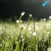 All the Dewdrops came to the Bokeh Party that Morning (11/52) by filsie65