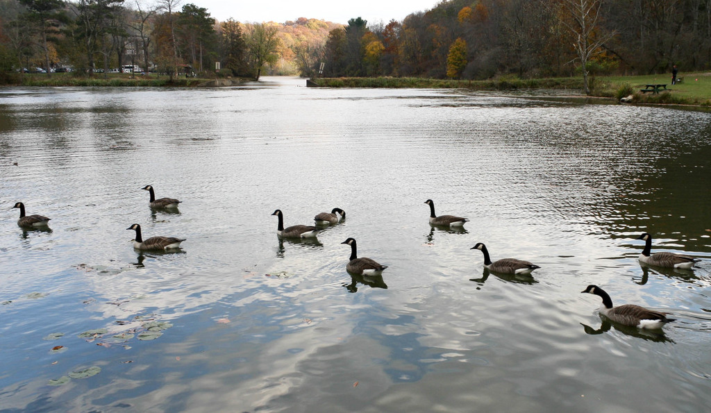 Some geese by mittens