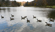 27th Oct 2014 - Some geese