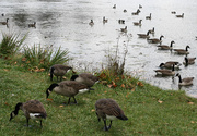 27th Oct 2014 - More geese