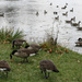 More geese by mittens