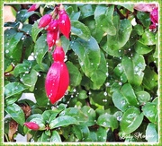 27th Oct 2014 - The Bejeweled Fuschia.