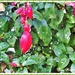 The Bejeweled Fuschia. by ladymagpie