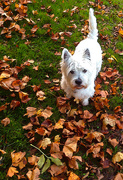 27th Oct 2014 - 27th October 2014 - I like sniffing every leaf!!