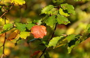 27th Oct 2014 - Autumn leaves