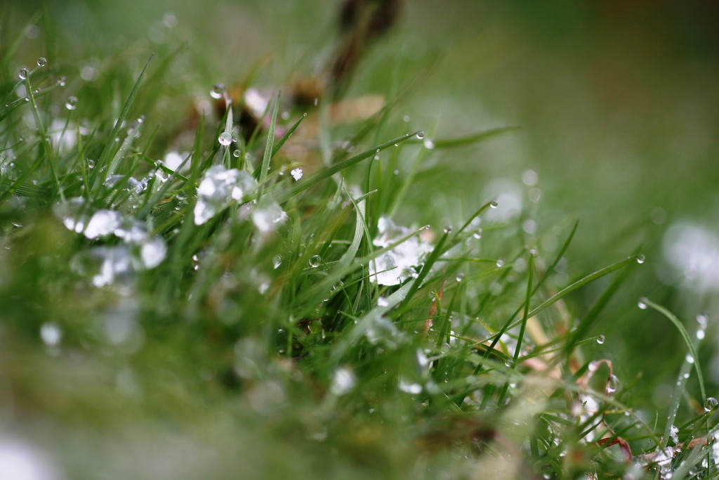 Snow in the grass by sarahlh