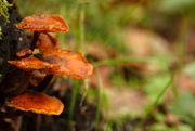 27th Oct 2014 - Mushrooms on Tree