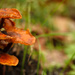 Mushrooms on Tree by leonbuys83