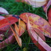 Autumn Colours by mattjcuk
