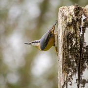 27th Oct 2014 - Nuthatch 27-10