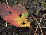 27th Oct 2014 - Fallen leaf
