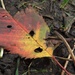 Fallen leaf by roachling