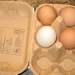Edward and Lucinda's Chicken Eggs by foxes37
