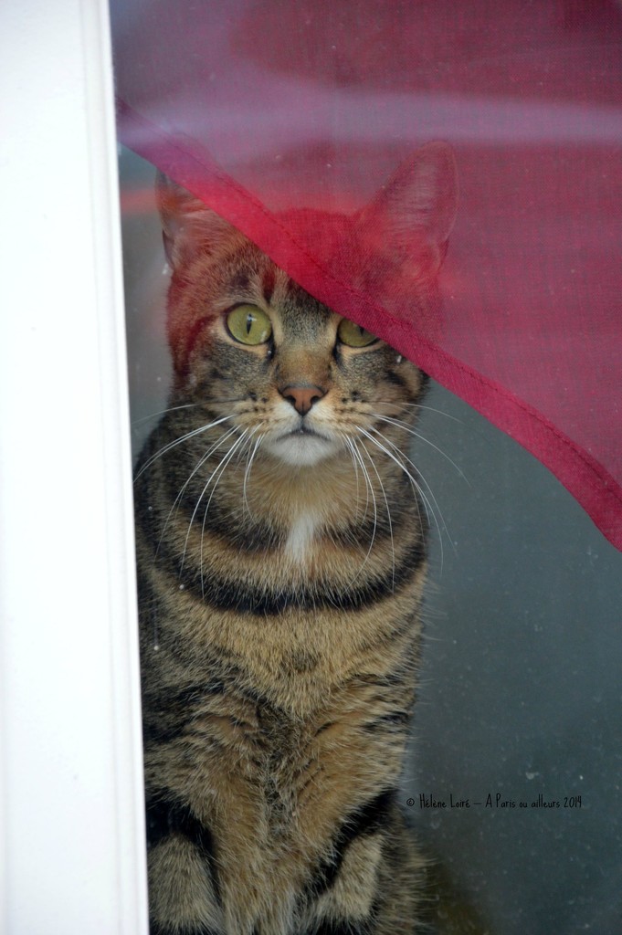 Cat at the window #2 by parisouailleurs