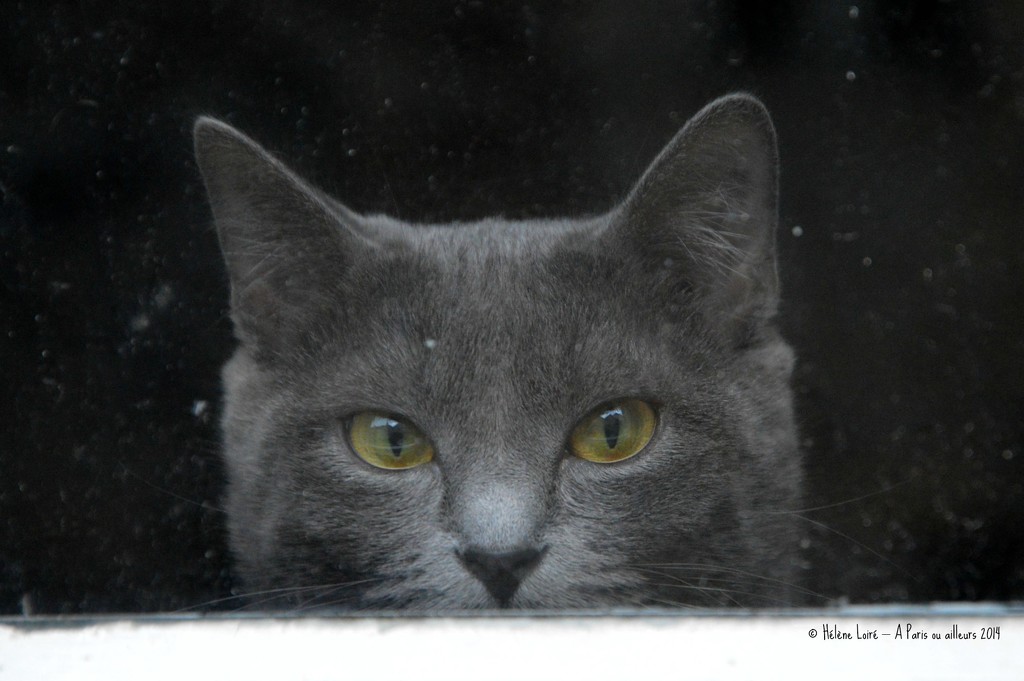 Cat at the window #1 by parisouailleurs