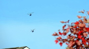 28th Oct 2014 - Noisy birds flying over my house