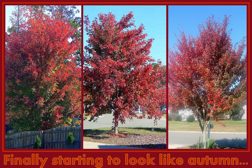 Finally starting to look like autumn.... by homeschoolmom
