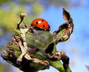 26th Oct 2014 - October 26: Ladybug Visitor