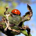 October 26: Ladybug Visitor by daisymiller