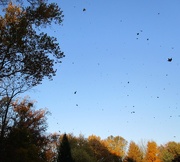 27th Oct 2014 - Raining Leaves