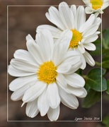 27th Oct 2014 - Little White Mums
