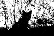 25th Oct 2014 - Black Cat on My Fence
